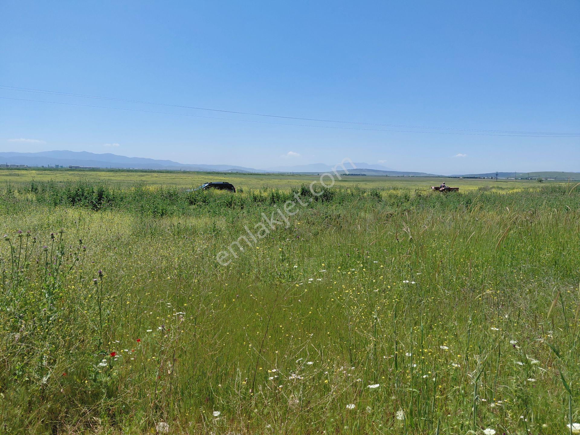 Rahmiye De Köye Yola Sıfır Yakın Satılık 3.500 M2 Zeytinlik 1.500.000 Tl - Görsel 14