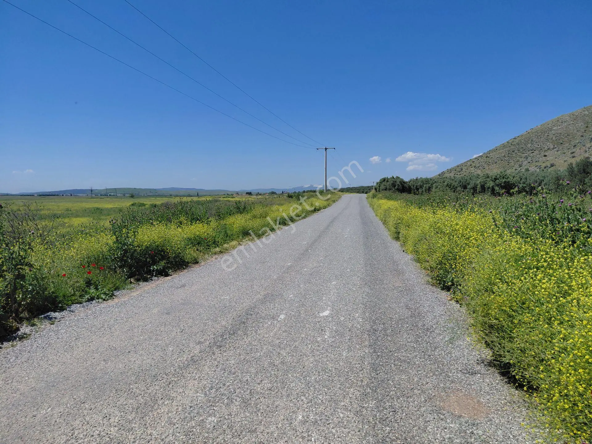 Rahmiye De Köye Yola Sıfır Yakın Satılık 3.500 M2 Zeytinlik 1.500.000 Tl