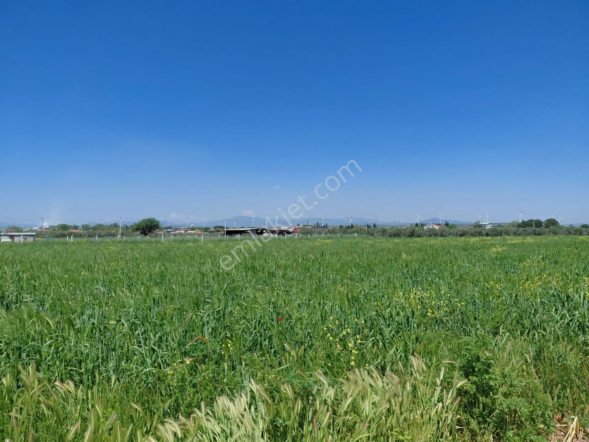 Kayalıoğlun Da Köye Yakın Satılık 780 M2 Zeytinlik Bahçe 1.500.000 Tl