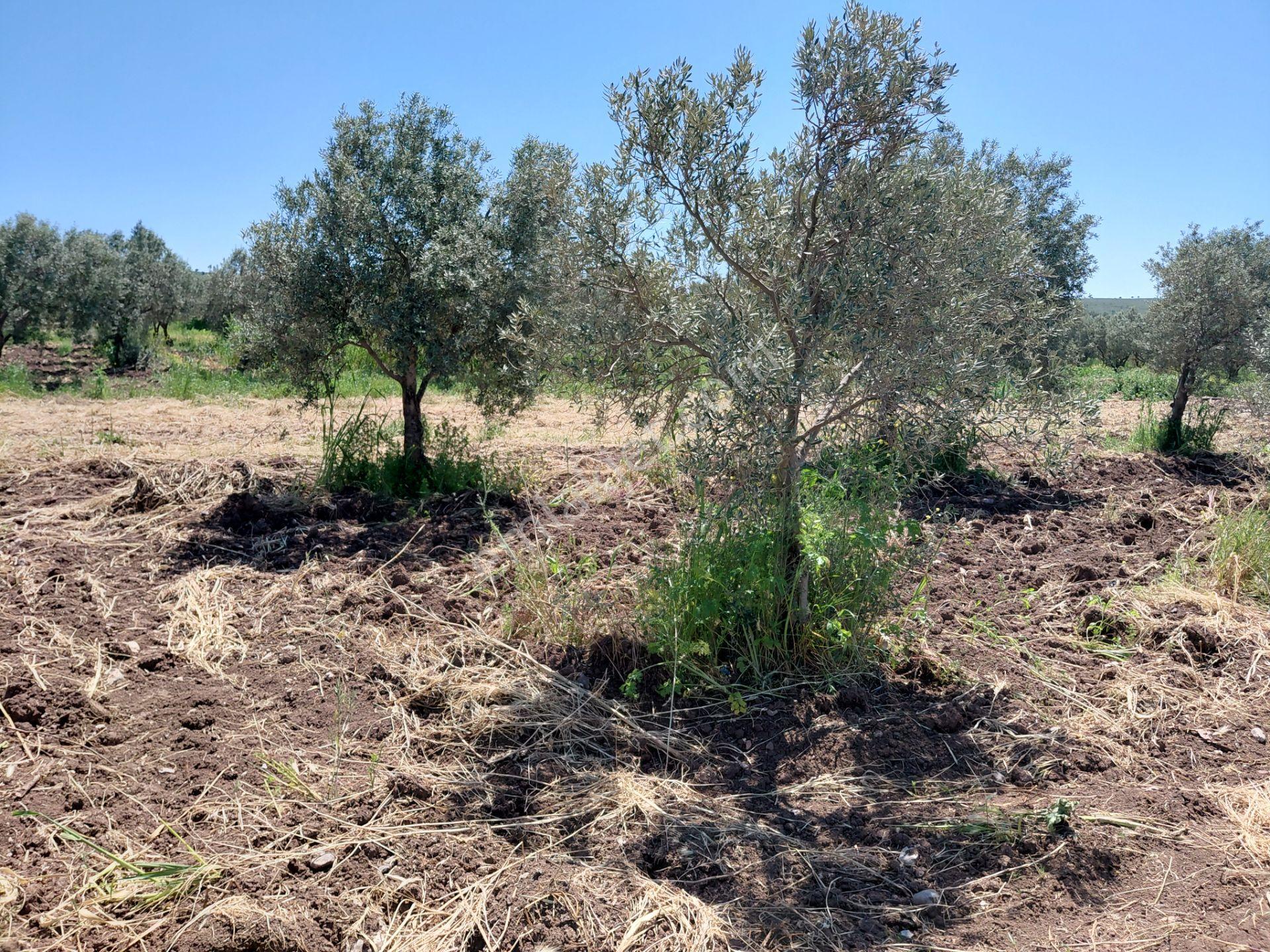 Kayalıoğlun Da Köye Yakın Satılık 780 M2 Zeytinlik Bahçe 1.500.000 Tl - Görsel 4