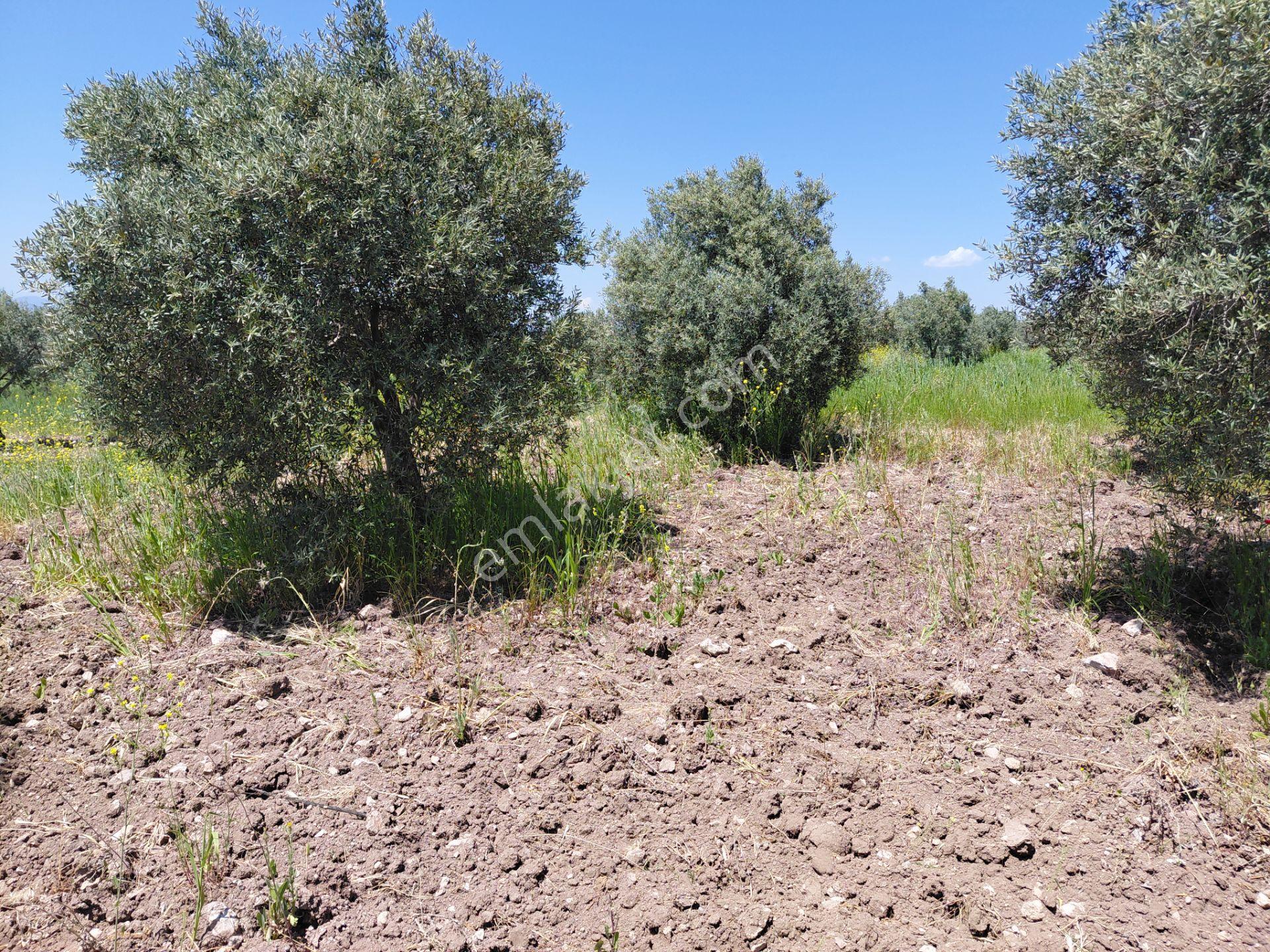 Kayalıoğlu Tapu Satılık 4.750 M2 Trile Zeytinlik 1998.000 Tl - Görsel 3