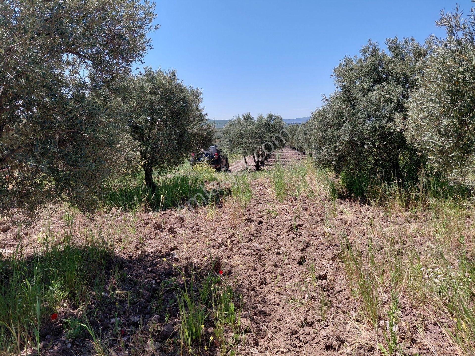 Kayalıoğlu Tapu Satılık 4.750 M2 Trile Zeytinlik 1998.000 Tl - Görsel 13