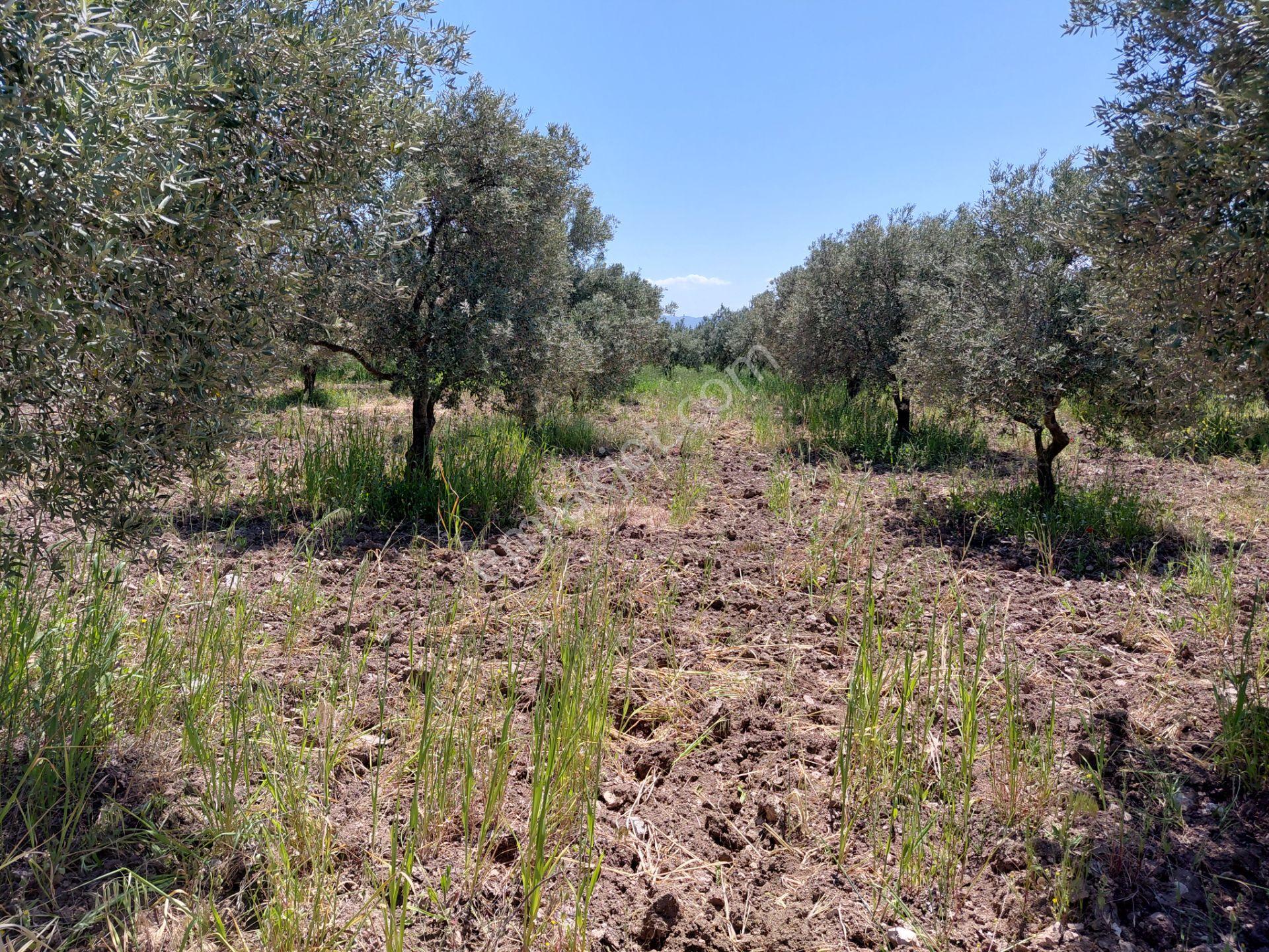 Kayalıoğlu Tapu Satılık 4.750 M2 Trile Zeytinlik 1998.000 Tl - Görsel 12