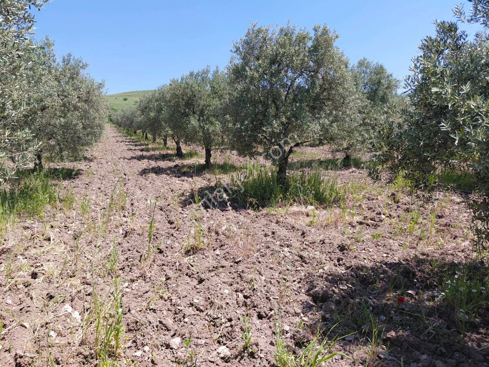 Kayalıoğlu Tapu Satılık 4.750 M2 Trile Zeytinlik 1998.000 Tl - Görsel 5