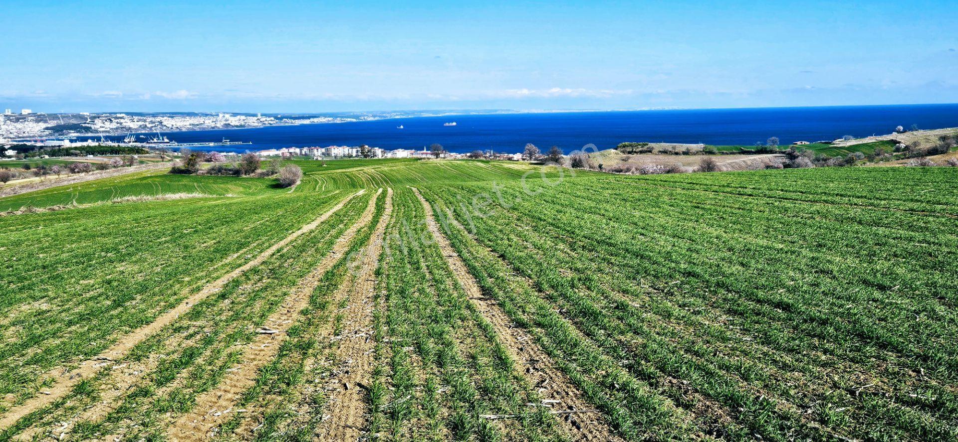 Tekirdağ Topağaç Mahallesinde Full Deniz Doğa Ve Şehir Manzara 75 Adet Villa Projeye Uygun Arazi - Görsel 21
