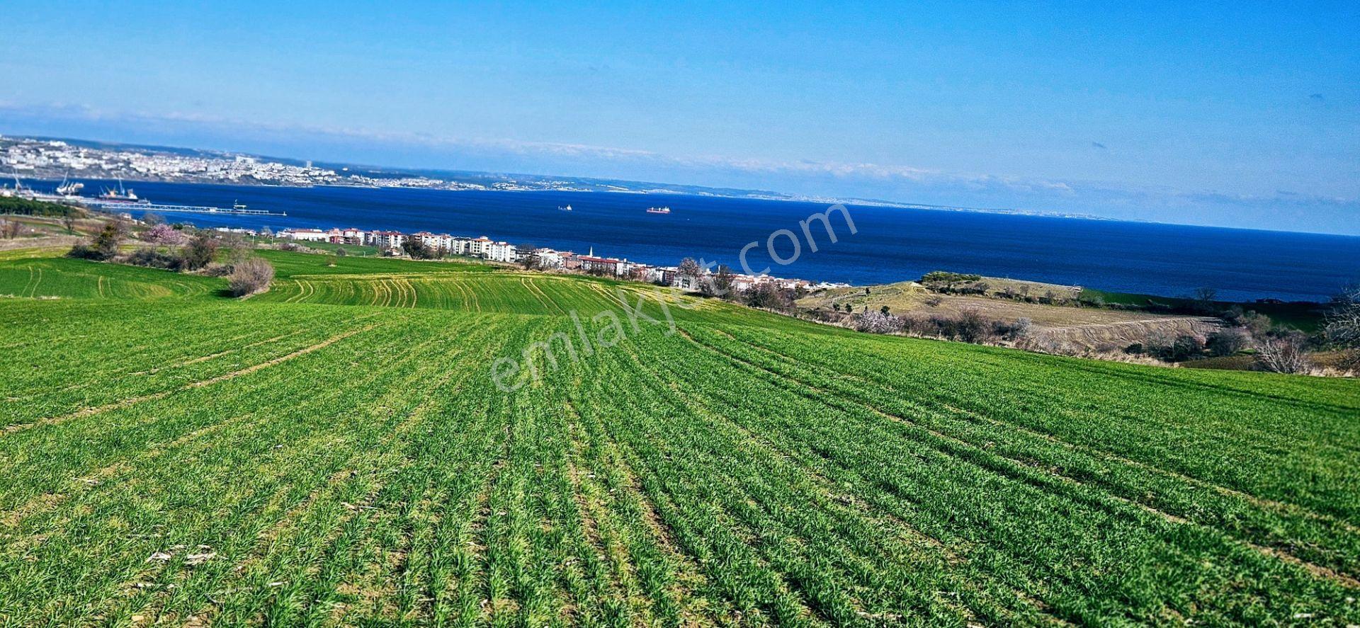 Tekirdağ Topağaç Mahallesinde Full Deniz Doğa Ve Şehir Manzara 75 Adet Villa Projeye Uygun Arazi - Görsel 7