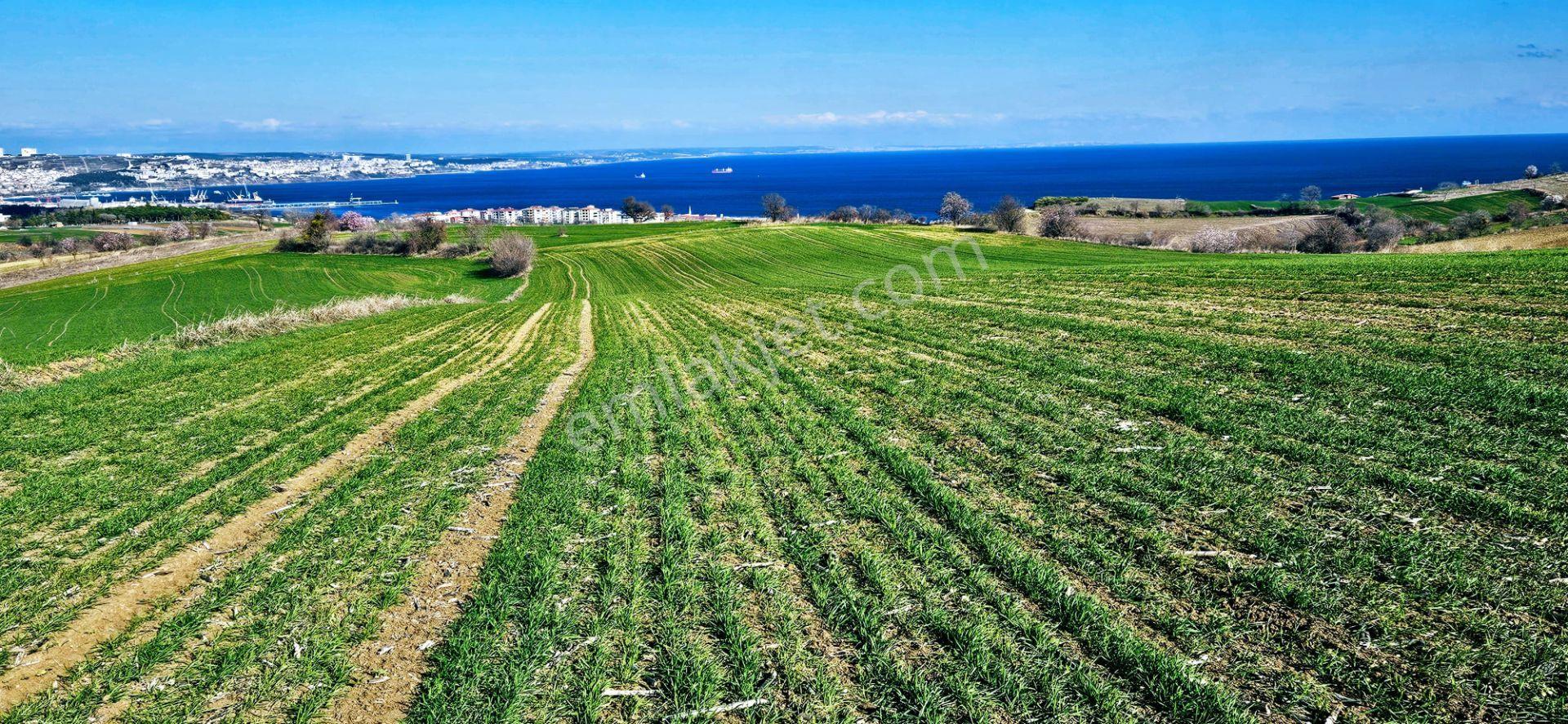 Tekirdağ Topağaç Mahallesinde Full Deniz Doğa Ve Şehir Manzara 75 Adet Villa Projeye Uygun Arazi - Görsel 19