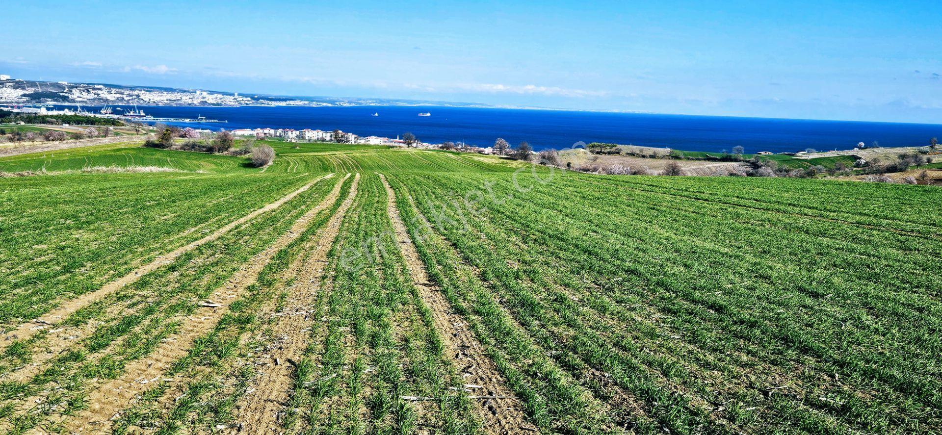 Tekirdağ Topağaç Mahallesinde Full Deniz Doğa Ve Şehir Manzara 75 Adet Villa Projeye Uygun Arazi - Görsel 22