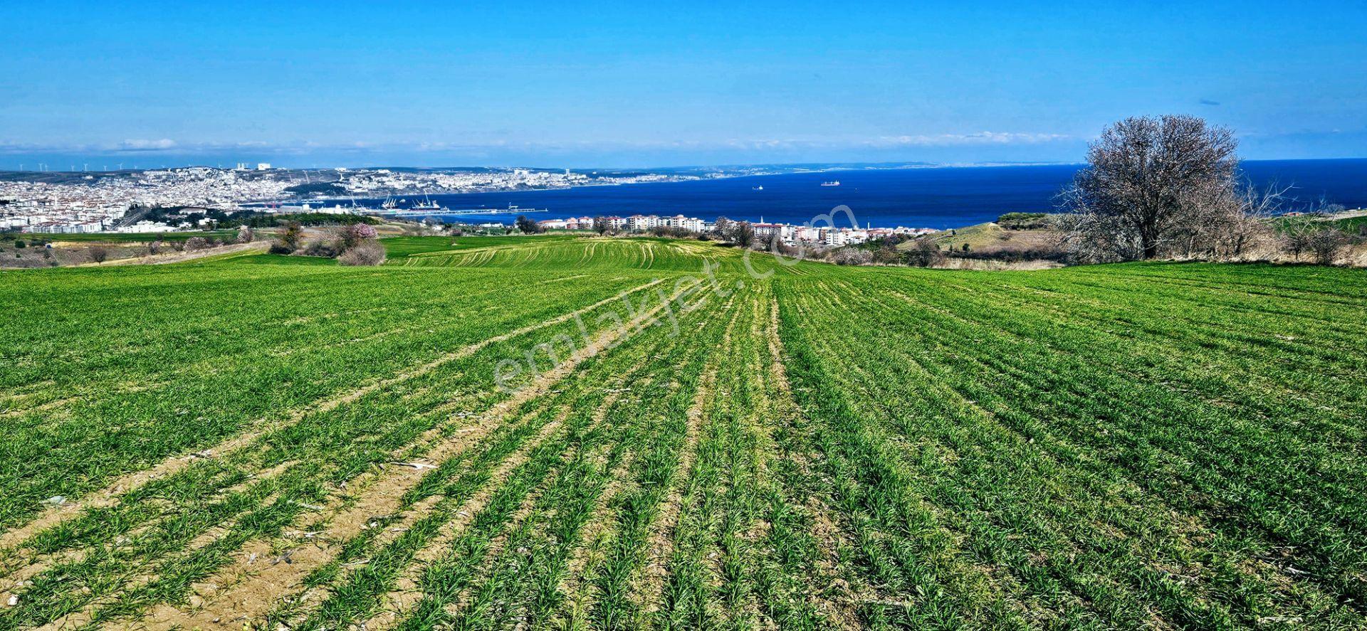 Tekirdağ Topağaç Mahallesinde Full Deniz Doğa Ve Şehir Manzara 75 Adet Villa Projeye Uygun Arazi - Görsel 13