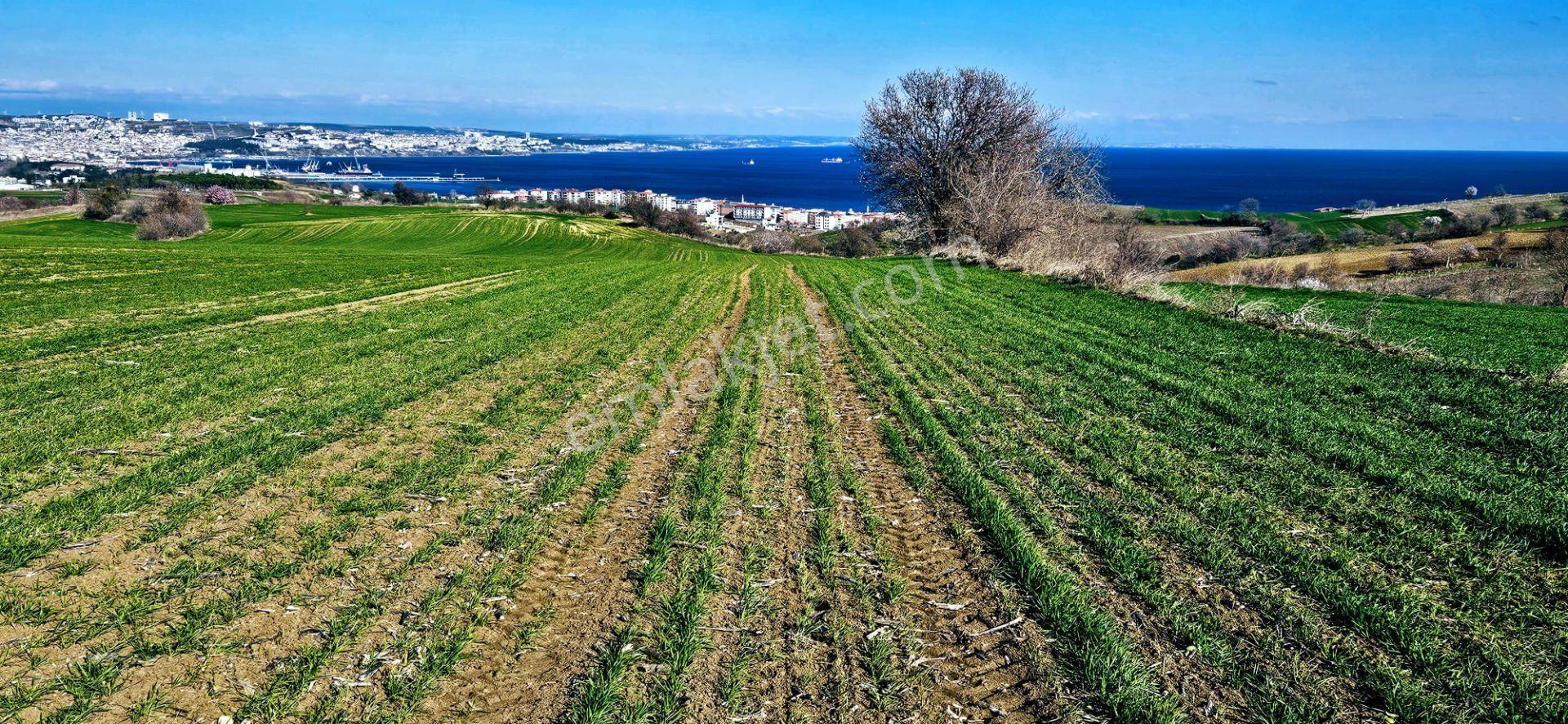 Tekirdağ Topağaç Mahallesinde Full Deniz Doğa Ve Şehir Manzara 75 Adet Villa Projeye Uygun Arazi - Görsel 15
