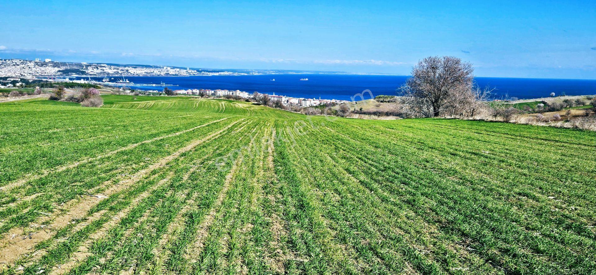 Tekirdağ Topağaç Mahallesinde Full Deniz Doğa Ve Şehir Manzara 75 Adet Villa Projeye Uygun Arazi - Görsel 14