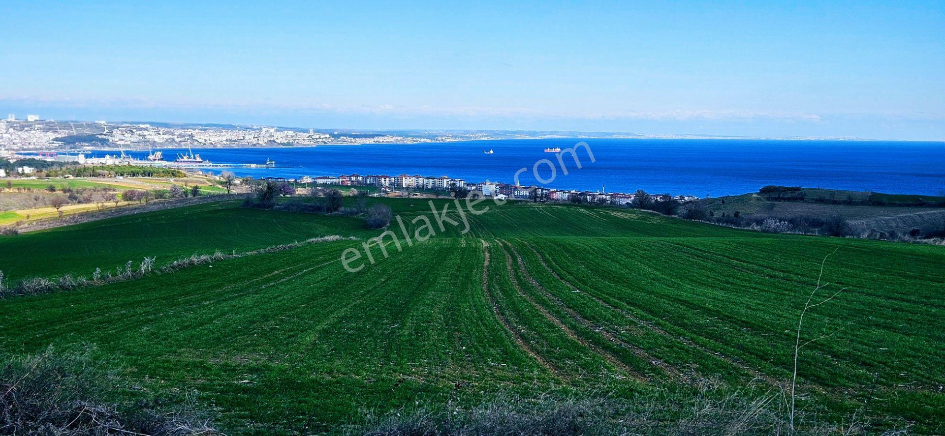 Tekirdağ Topağaç Mahallesinde Full Deniz Doğa Ve Şehir Manzara 75 Adet Villa Projeye Uygun Arazi - Görsel 12
