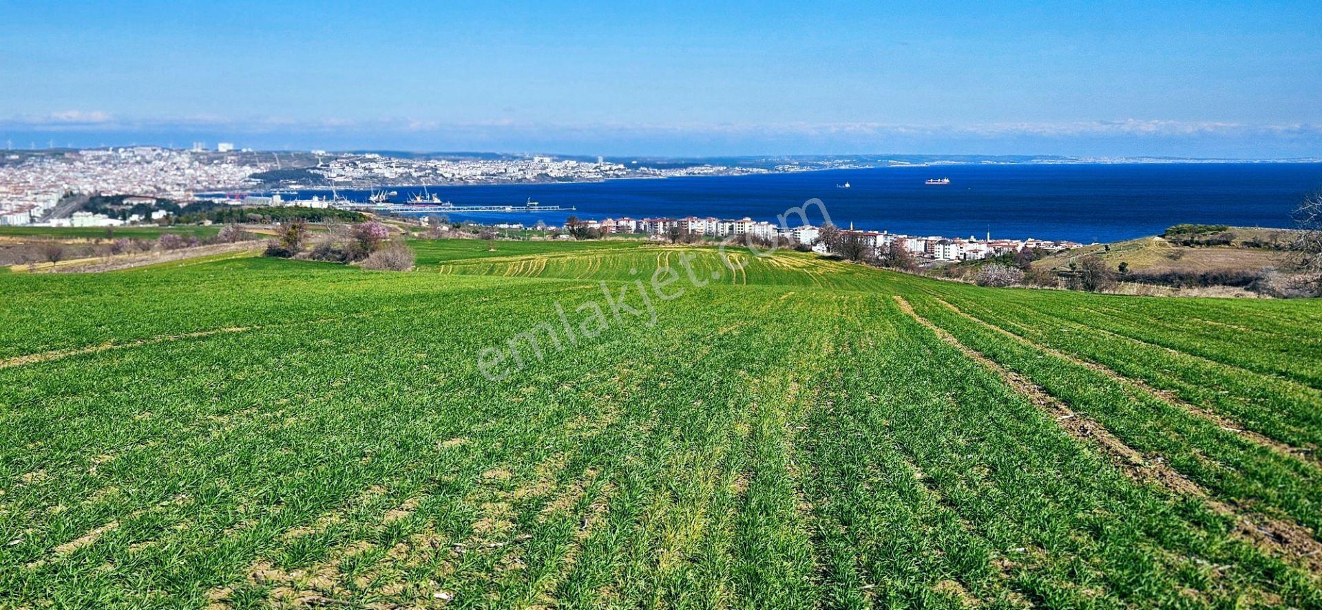 Tekirdağ Topağaç Mahallesinde Full Deniz Doğa Ve Şehir Manzara 75 Adet Villa Projeye Uygun Arazi - Görsel 11