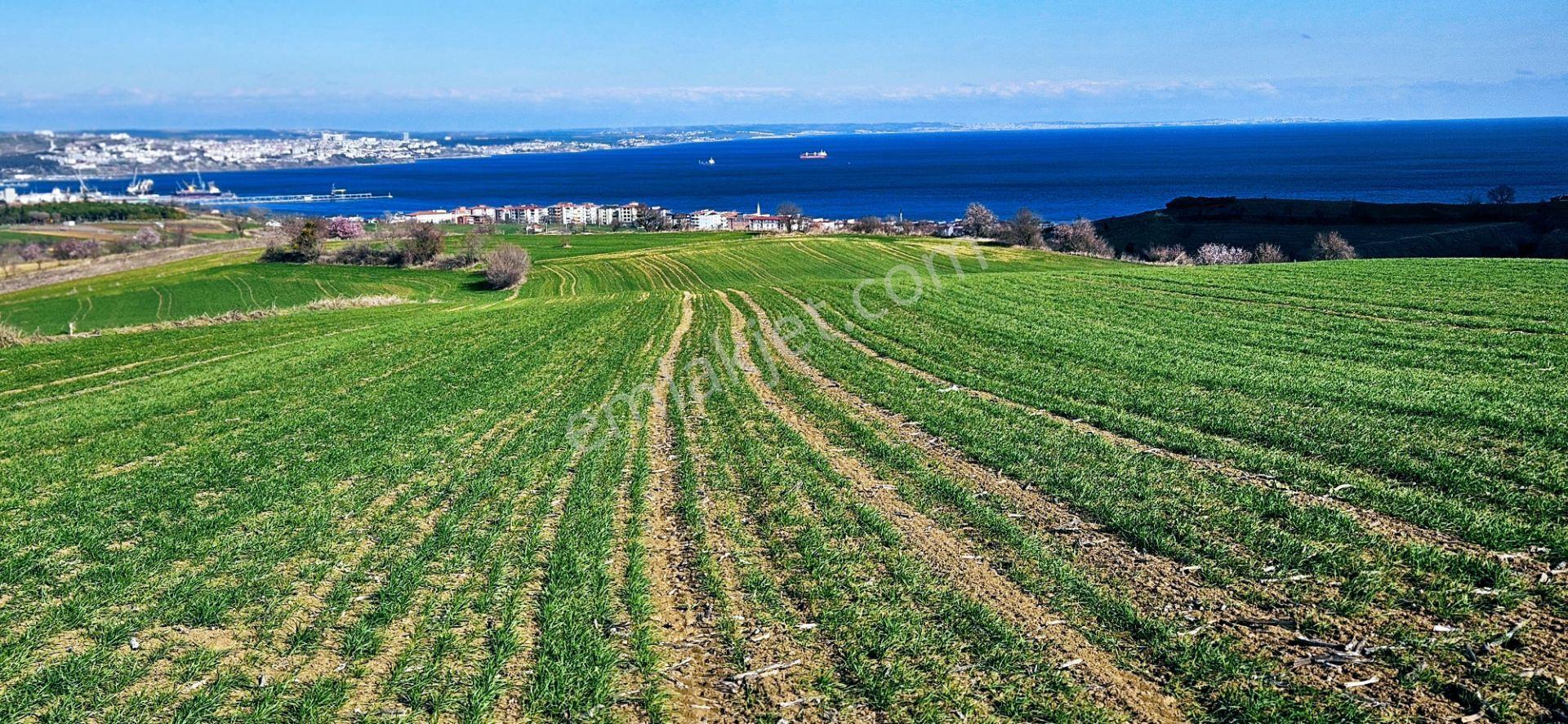 Tekirdağ Topağaç Mahallesinde Full Deniz Doğa Ve Şehir Manzara 75 Adet Villa Projeye Uygun Arazi - Görsel 2