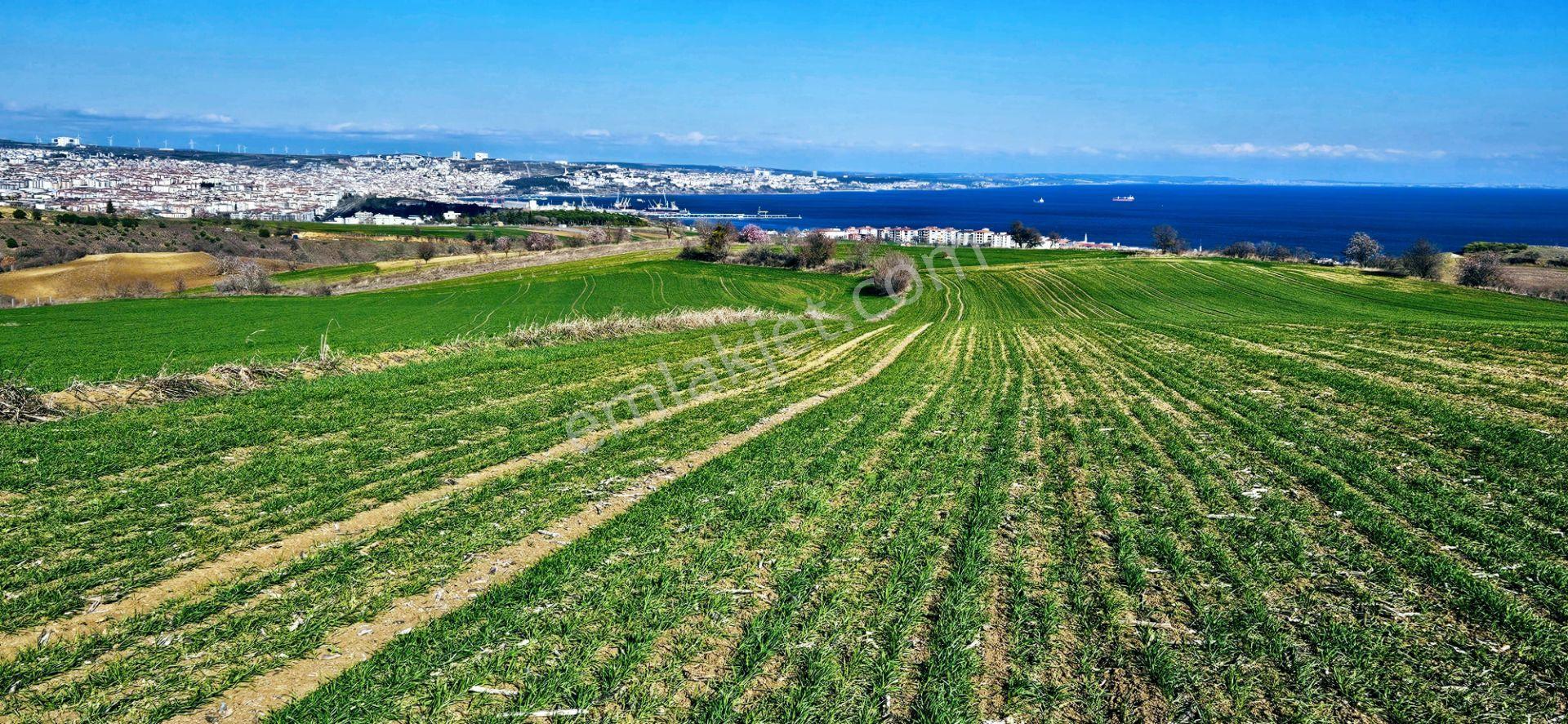 Tekirdağ Topağaç Mahallesinde Full Deniz Doğa Ve Şehir Manzara 75 Adet Villa Projeye Uygun Arazi - Görsel 4