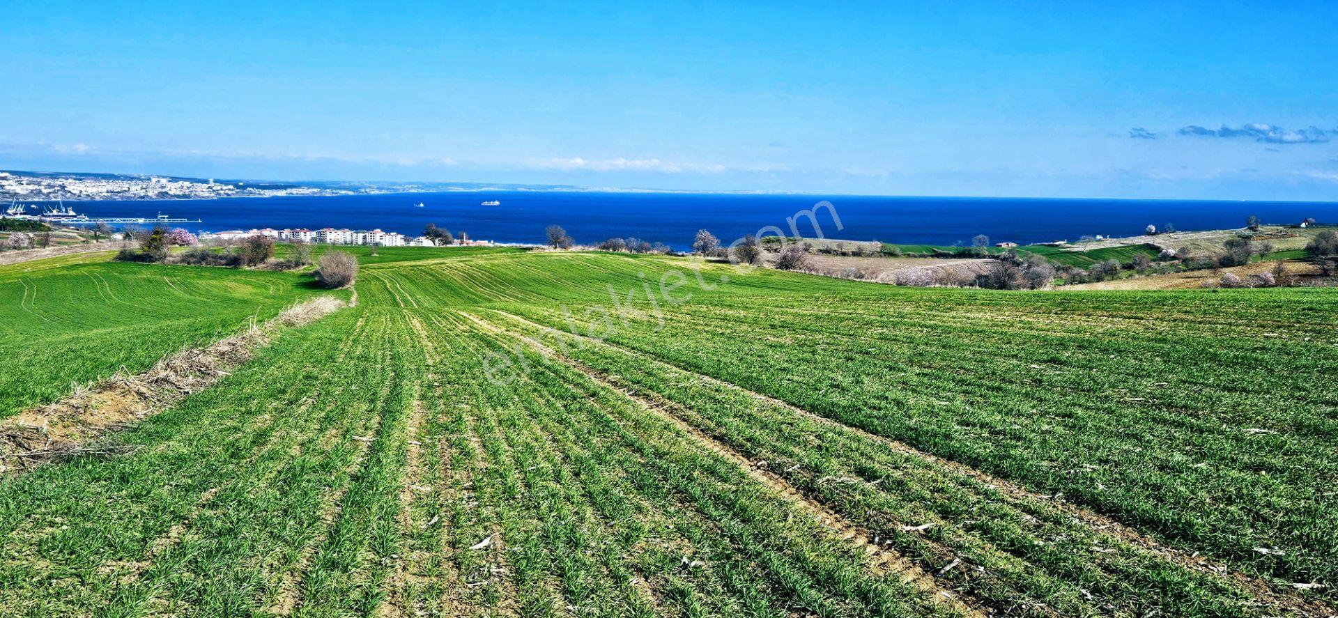 Tekirdağ Topağaç Mahallesinde Full Deniz Doğa Ve Şehir Manzara 75 Adet Villa Projeye Uygun Arazi - Görsel 18