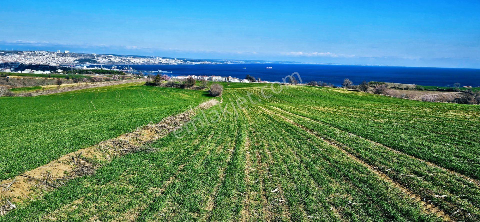 Tekirdağ Topağaç Mahallesinde Full Deniz Doğa Ve Şehir Manzara 75 Adet Villa Projeye Uygun Arazi - Görsel 17