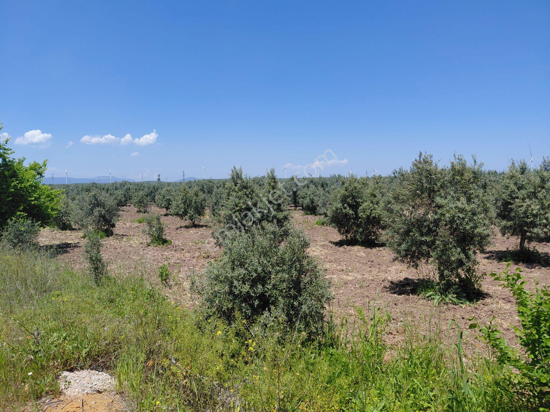 Kayalıoğlu Sanayiye Yakın 4.900 M2 Yola Cepheli Zeytinlik 8.000.000 Tl - Görsel 12