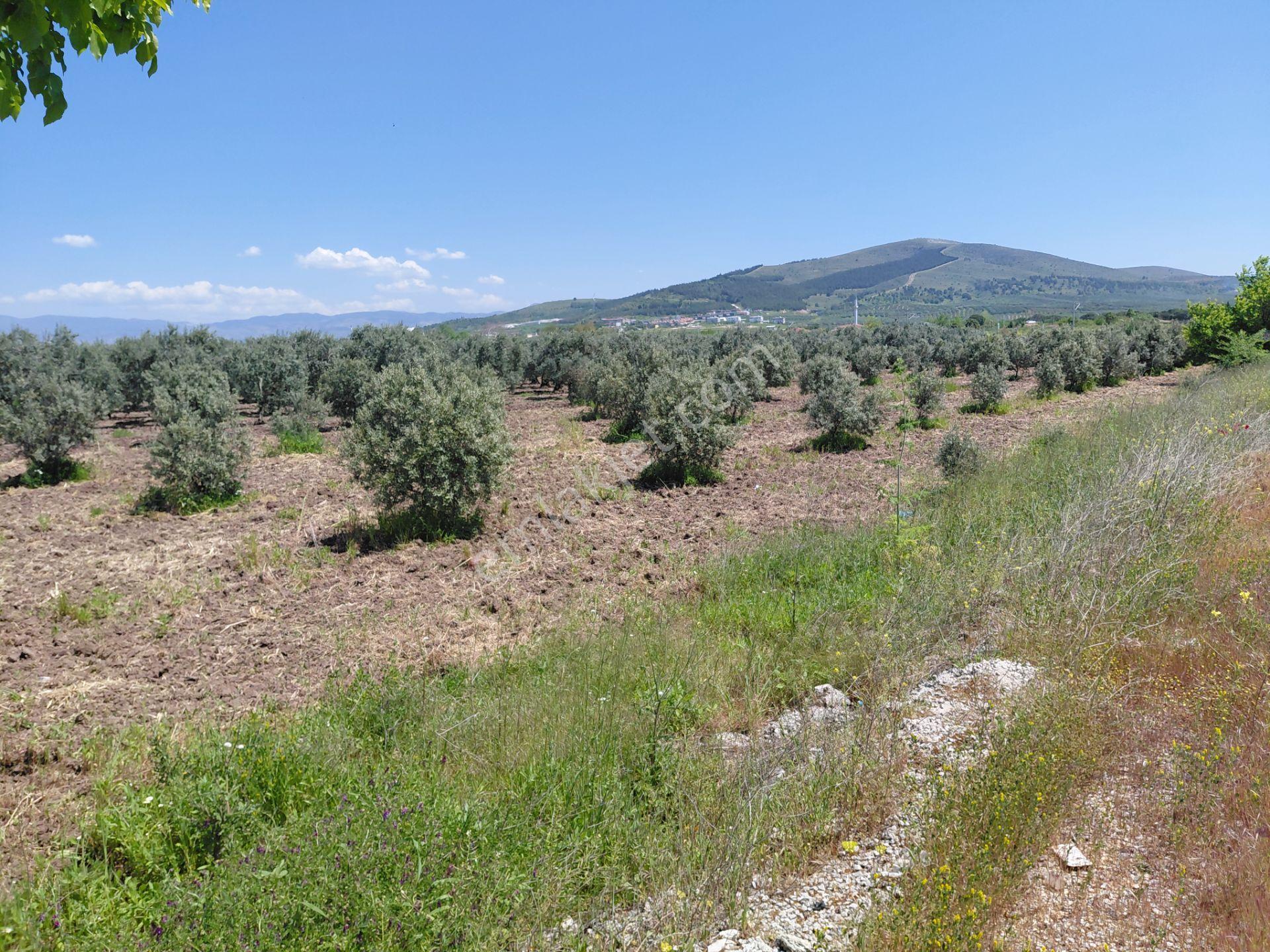 Kayalıoğlu Sanayiye Yakın 4.900 M2 Yola Cepheli Zeytinlik 8.000.000 Tl - Görsel 5