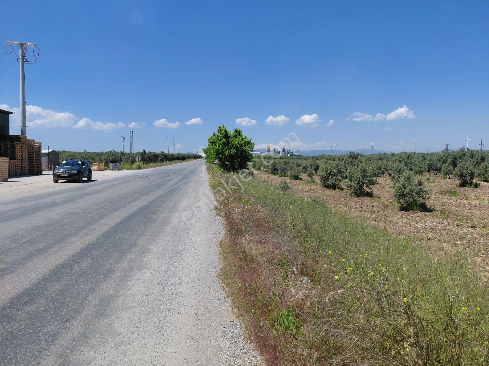 Kayalıoğlu Sanayiye Yakın 4.900 M2 Yola Cepheli Zeytinlik 8.000.000 Tl - Görsel 9