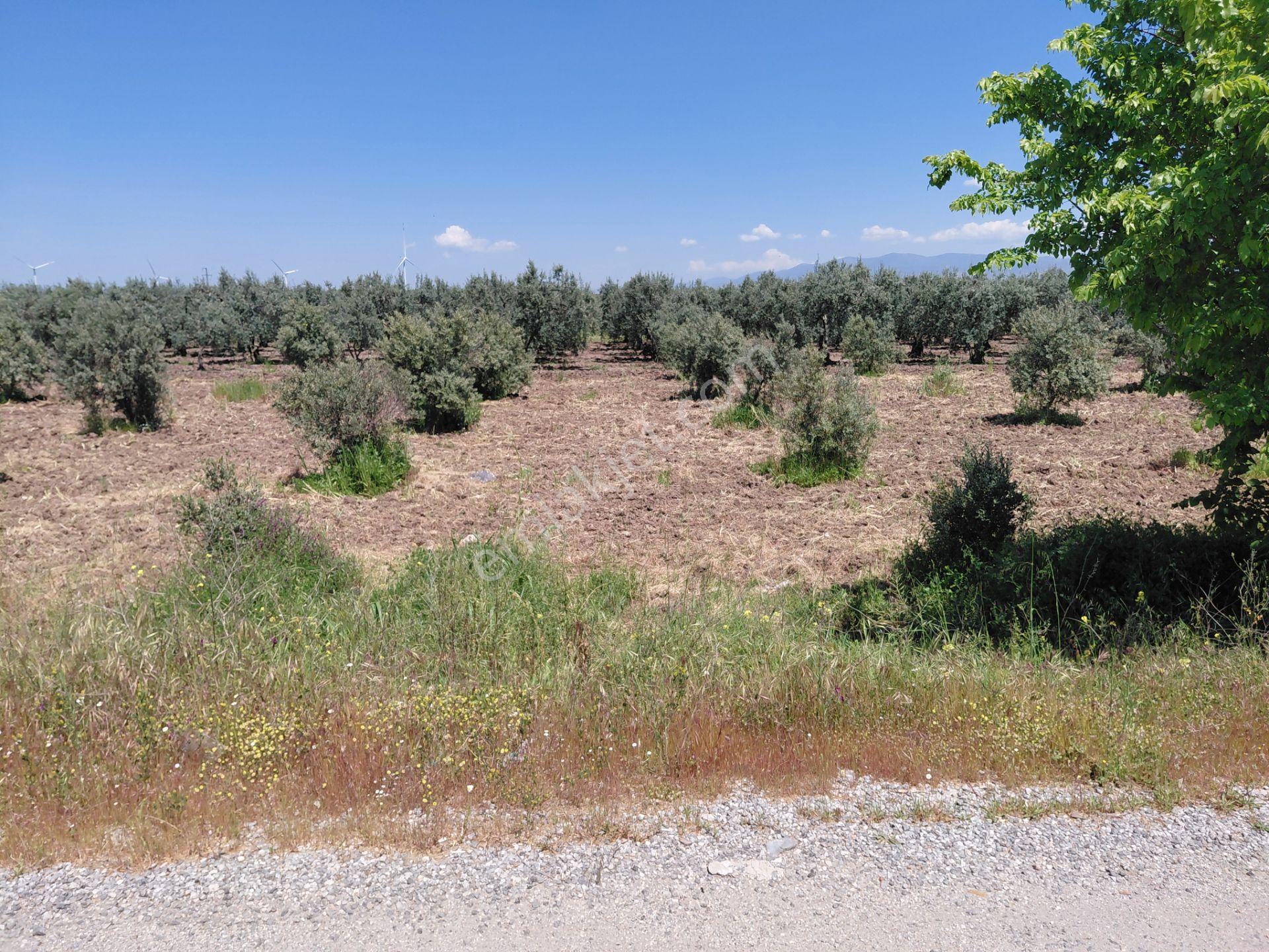 Kayalıoğlu Sanayiye Yakın 4.900 M2 Yola Cepheli Zeytinlik 8.000.000 Tl - Görsel 2
