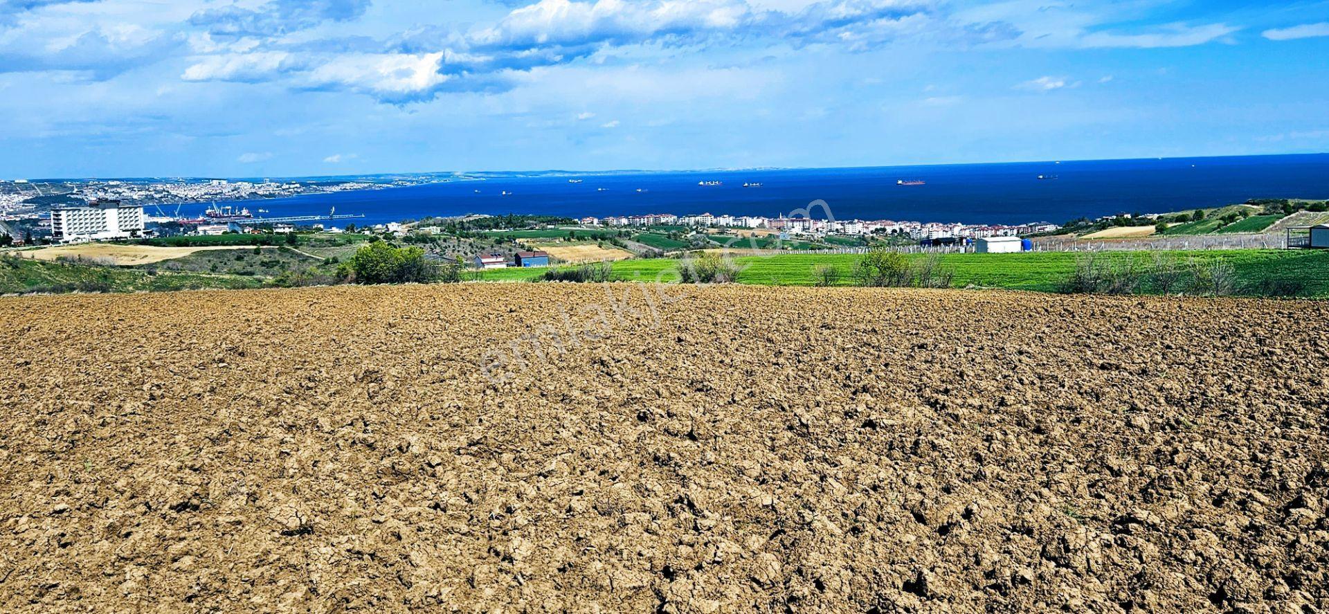 Full Deniz Doğa Ve Şehir Manzaralı 32 Adet Lüxs Villa Projesine Uygun 15.500 M2 Fırsat Arazi - Görsel 12