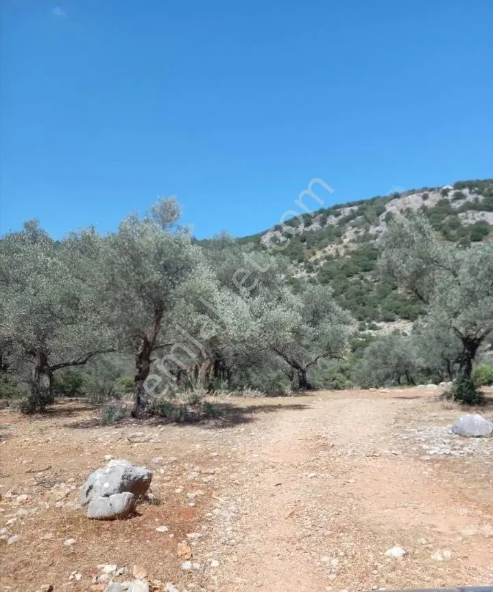 Seydikemer Karaderede Deniz Manzaralı 13.478 M² Zeytinlik - Görsel 4