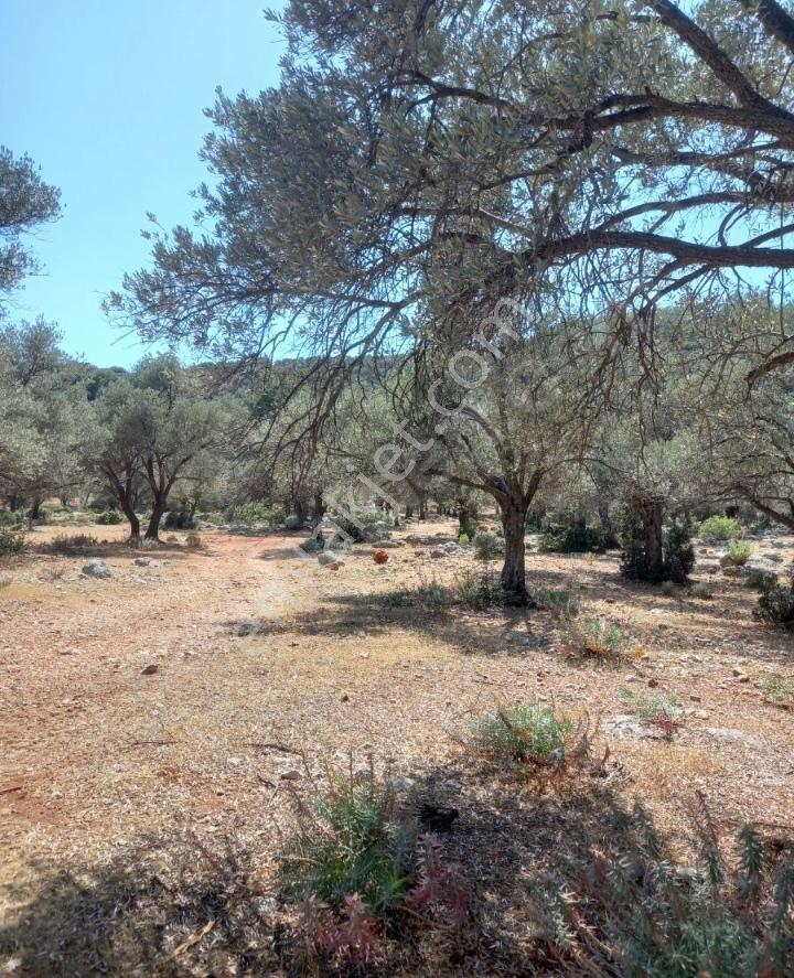 Seydikemer Karaderede Deniz Manzaralı 13.478 M² Zeytinlik - Görsel 8