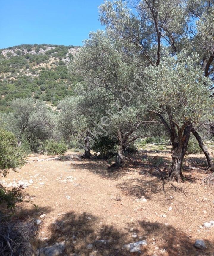 Seydikemer Karaderede Deniz Manzaralı 13.478 M² Zeytinlik - Görsel 6