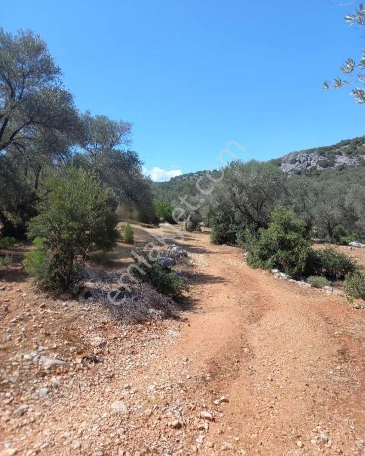 Seydikemer Karaderede Deniz Manzaralı 13.478 M² Zeytinlik - Görsel 10