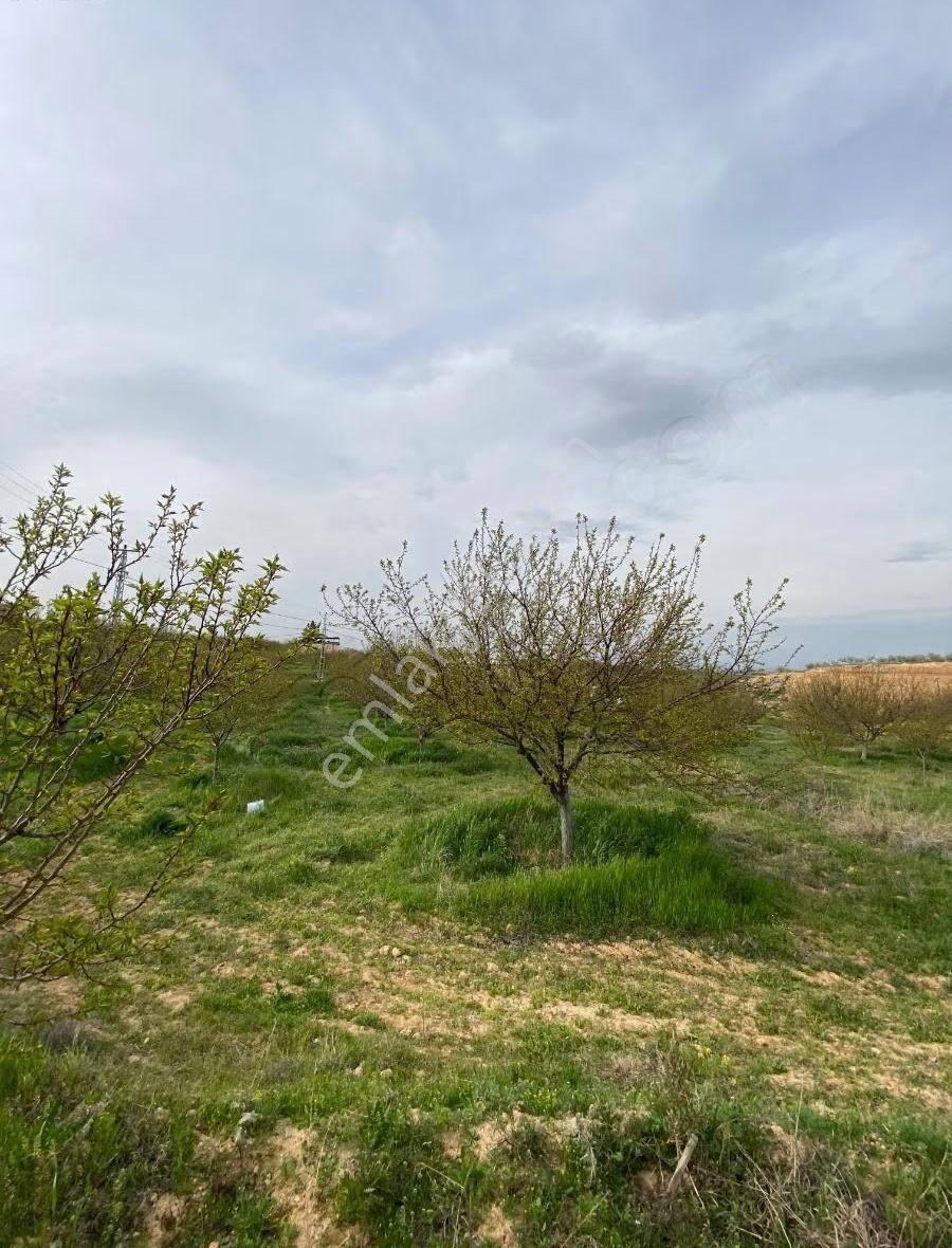 Sütlüce De Satılık 5.649 M2 Bahçe - Görsel 13