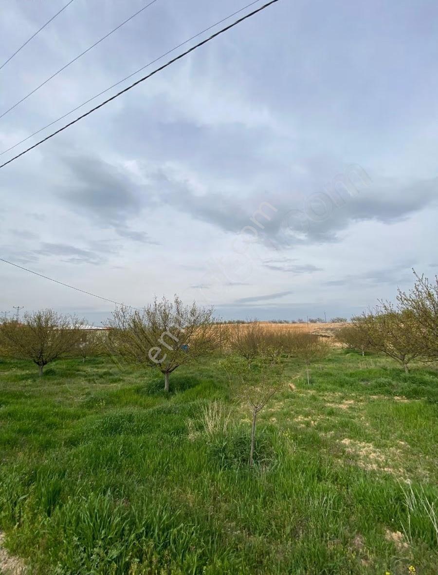 Sütlüce De Satılık 5.649 M2 Bahçe - Görsel 9