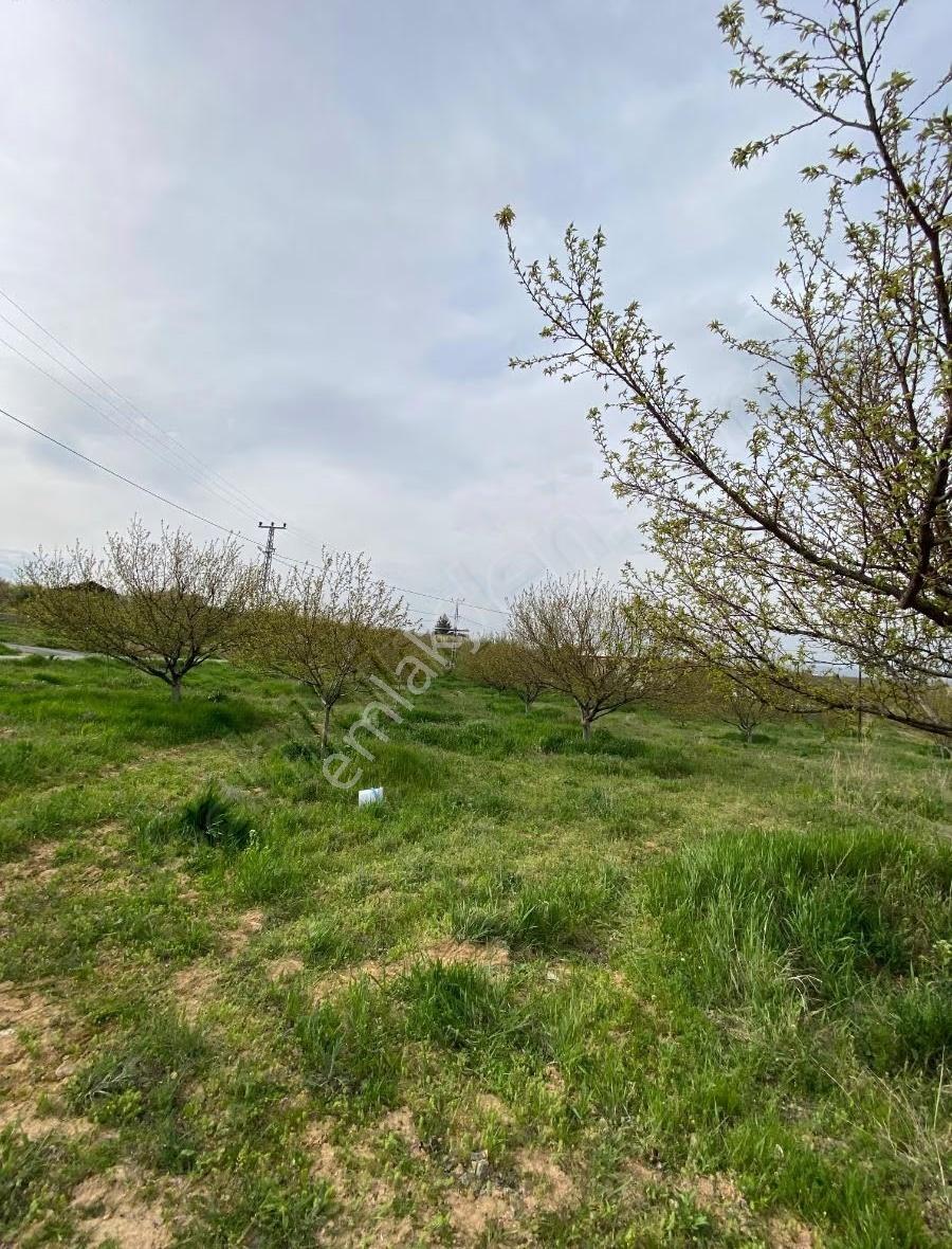 Sütlüce De Satılık 5.649 M2 Bahçe - Görsel 7