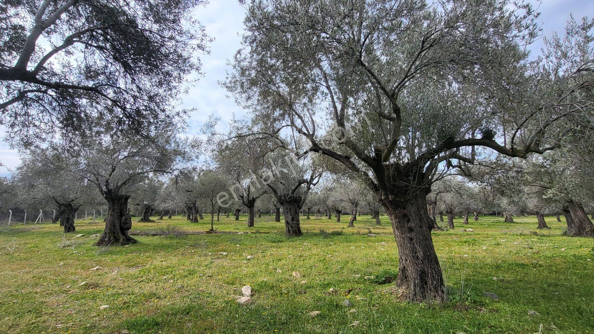 Edremit Güre'de Satılık Verimli 19964 M2 Zeytinlik - Görsel 14