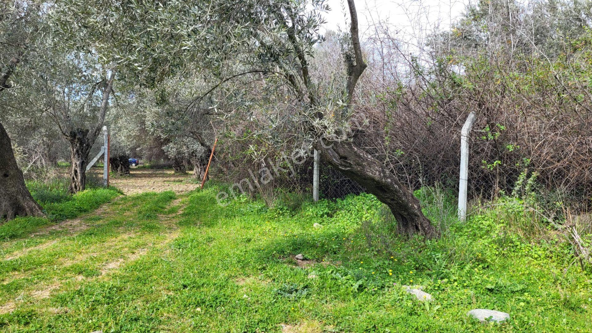 Edremit Güre'de Satılık Verimli 19964 M2 Zeytinlik - Görsel 9