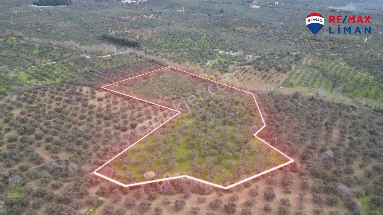 Edremit Güre'de Satılık Verimli 19964 M2 Zeytinlik - Görsel 6