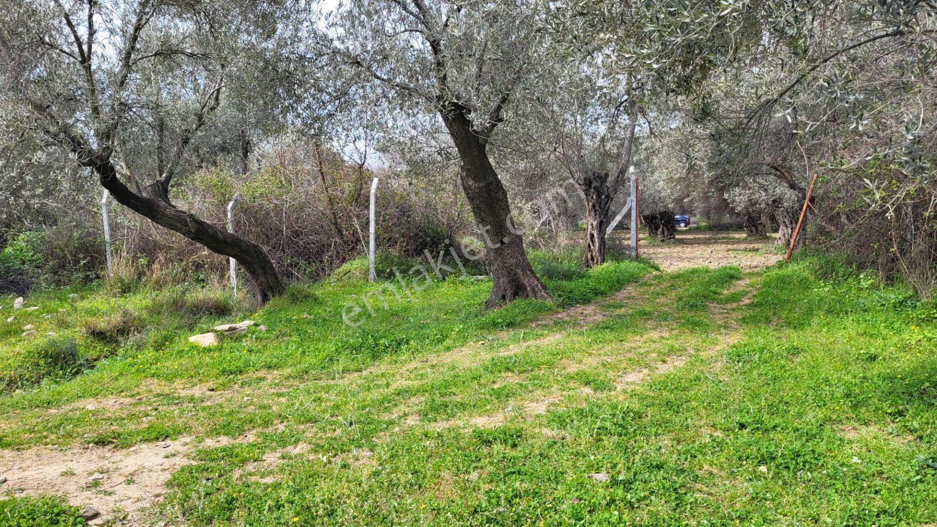 Edremit Güre'de Satılık Verimli 19964 M2 Zeytinlik - Görsel 2