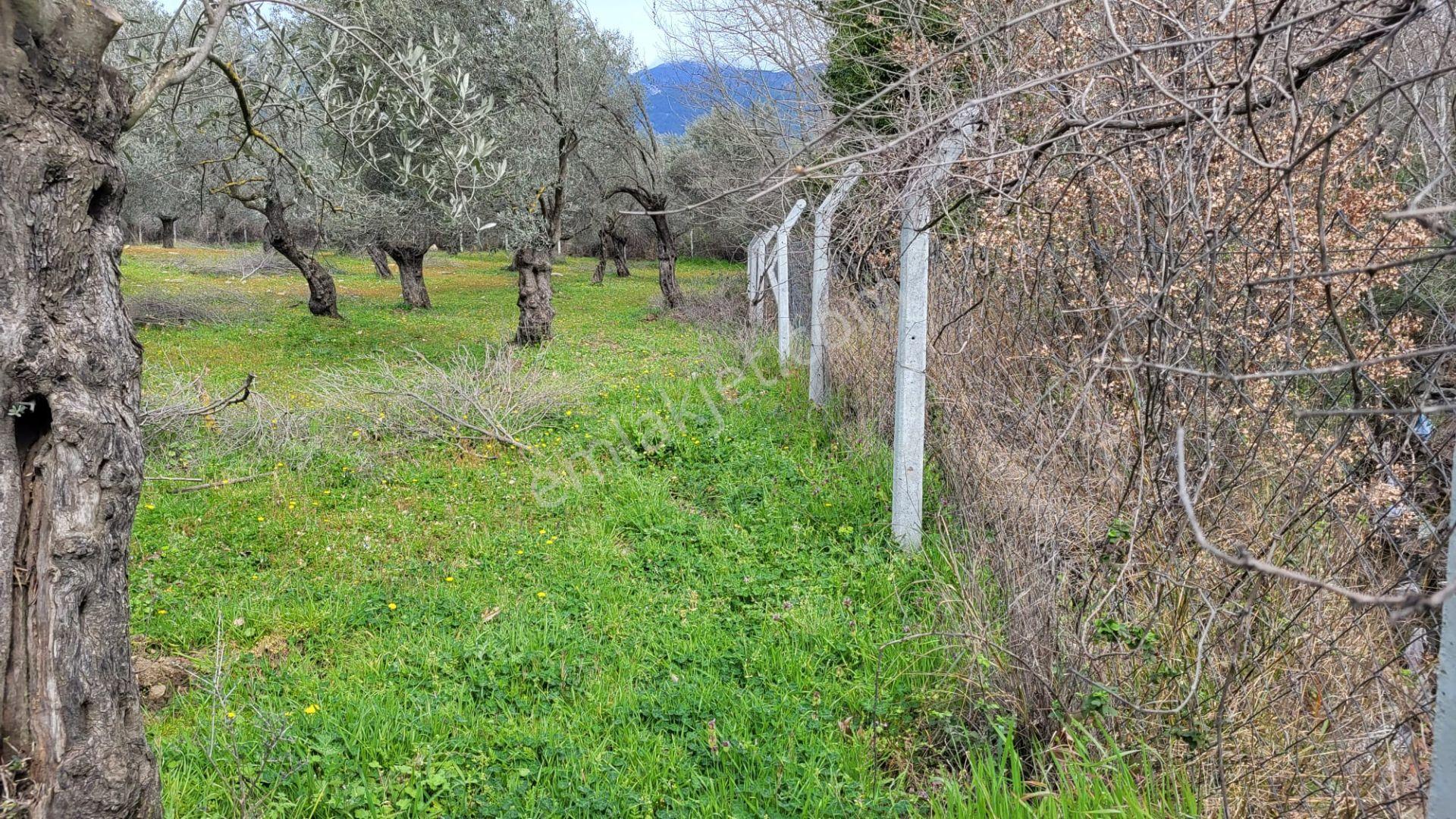 Edremit Güre'de Satılık Verimli 19964 M2 Zeytinlik - Görsel 13