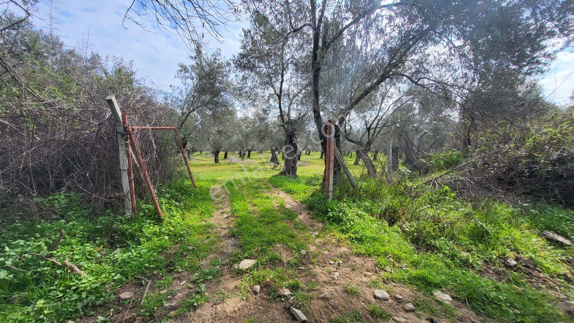 Edremit Güre'de Satılık Verimli 19964 M2 Zeytinlik