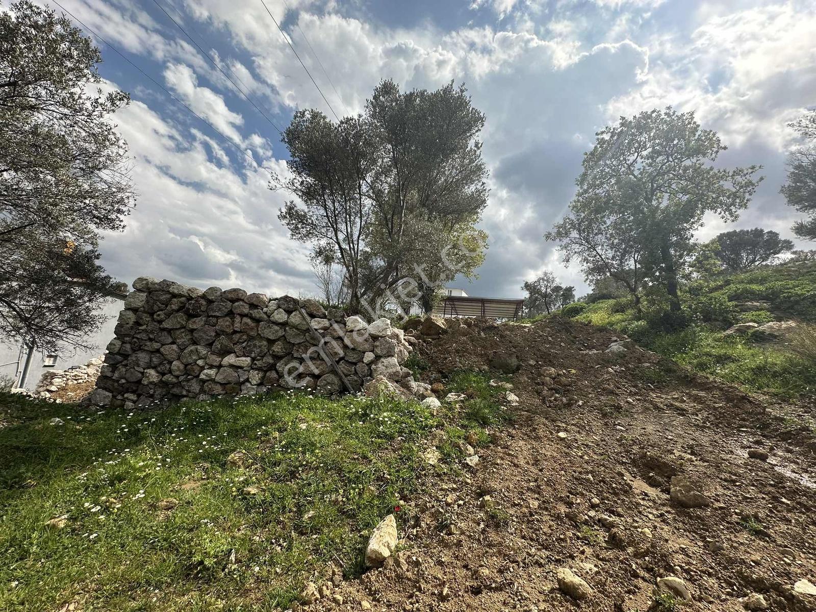 Qzen' Den Tek Tapu Zeytinlik - Görsel 6