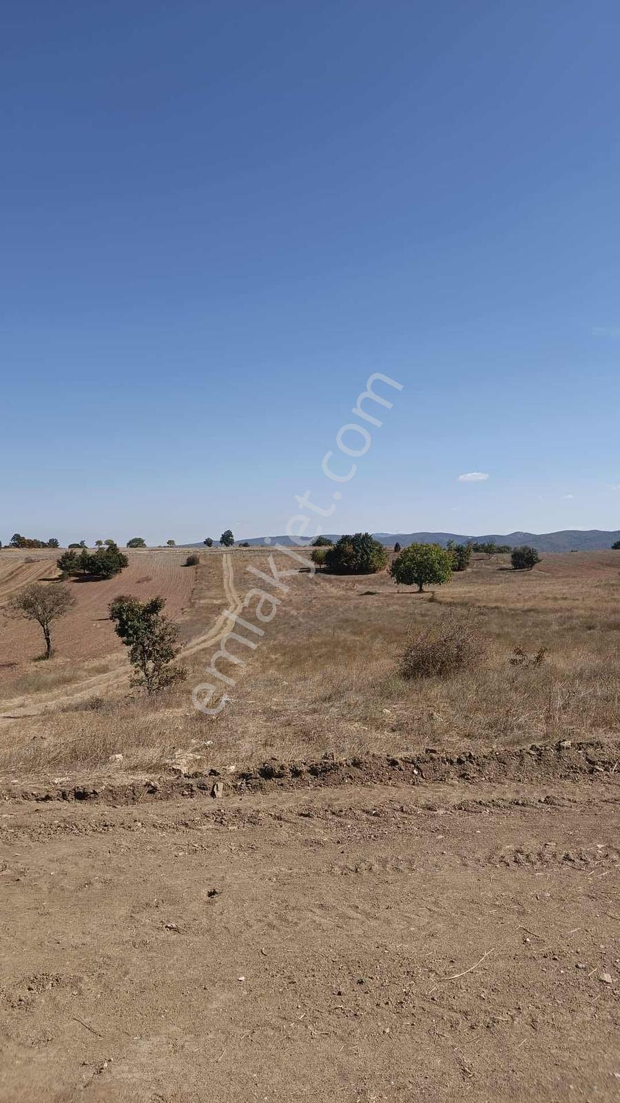 Bm Real Estate Pazaryeri'nde 5985 M2 Satılık Tarla - Görsel 2