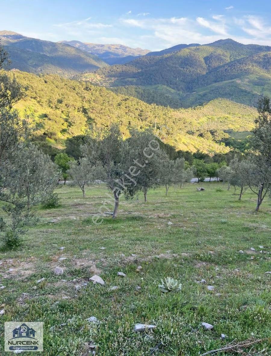 Burhaniye Çamtepe'de Kaçırılmayack Tarla Vasıflı Zeytinlik - Görsel 18