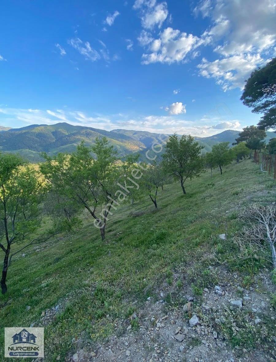 Burhaniye Çamtepe'de Kaçırılmayack Tarla Vasıflı Zeytinlik - Görsel 6