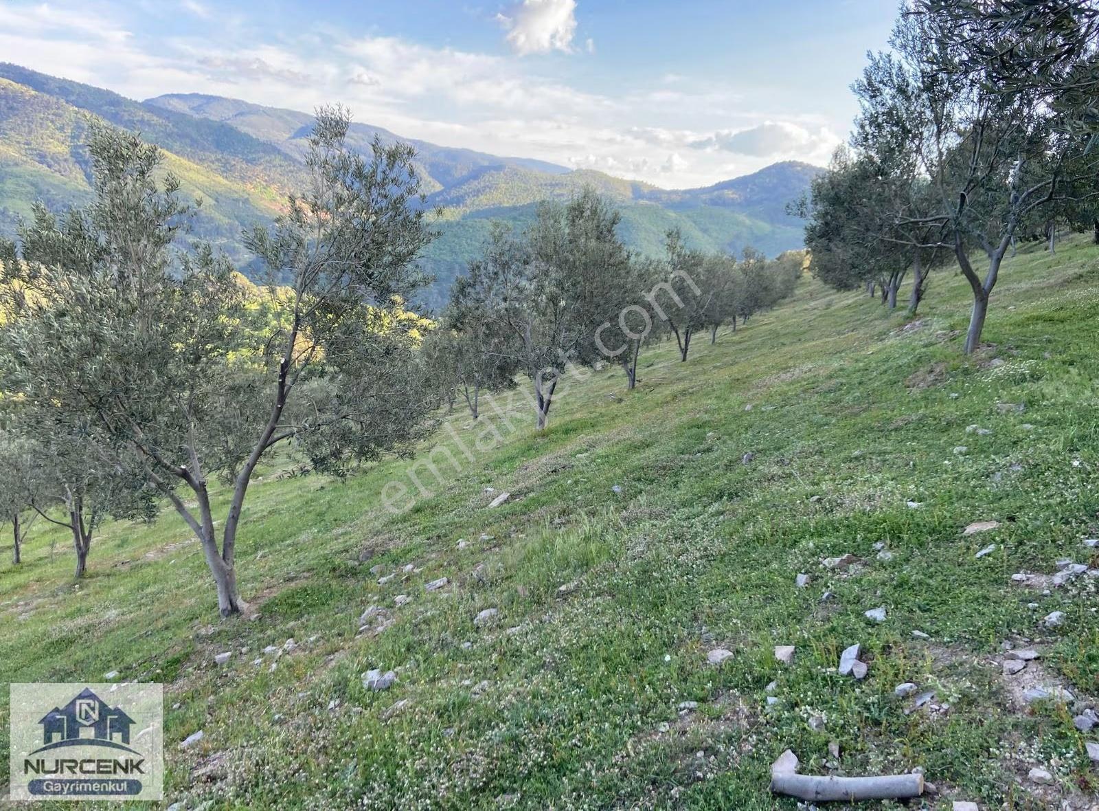 Burhaniye Çamtepe'de Kaçırılmayack Tarla Vasıflı Zeytinlik - Görsel 19