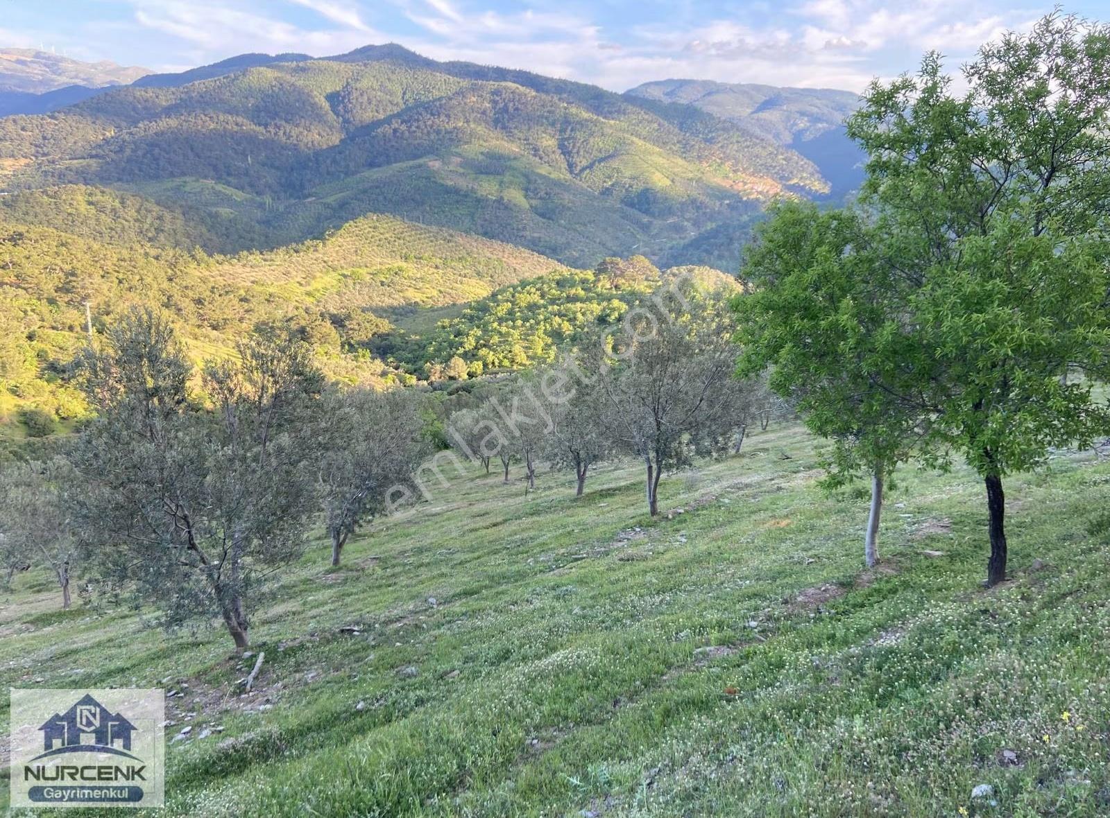Burhaniye Çamtepe'de Kaçırılmayack Tarla Vasıflı Zeytinlik - Görsel 10