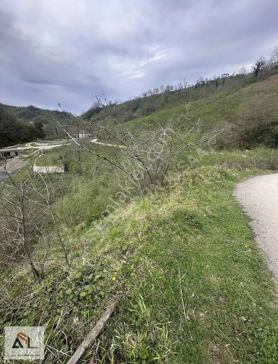 Fatsa Yalıköyde Ana Yol Cepheli 13.750 M2 Fındık Bahçesi - Görsel 4