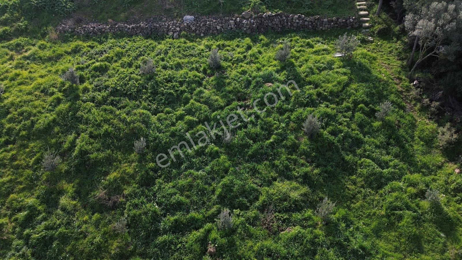 Bergama Kaşıkçı Mah'de 2.220 M² Satılık Tarla Ve Müstakil Ev - Görsel 11