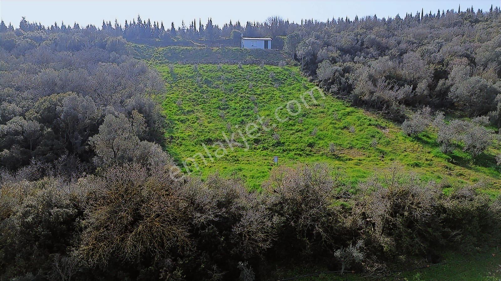 Bergama Kaşıkçı Mah'de 2.220 M² Satılık Tarla Ve Müstakil Ev - Görsel 29