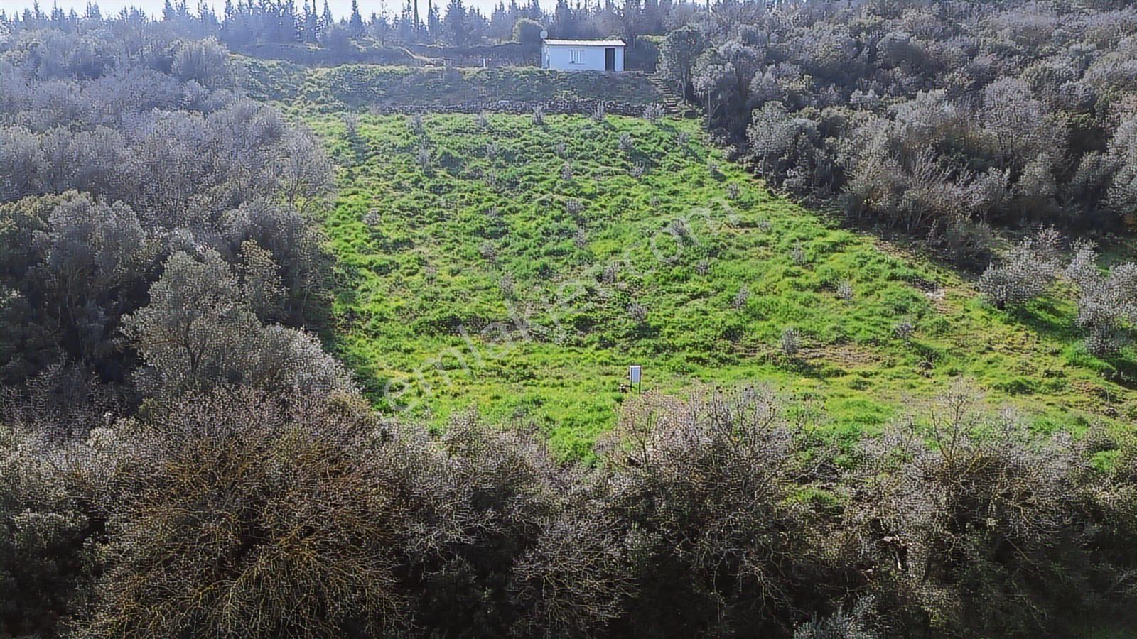 Bergama Kaşıkçı Mah'de 2.220 M² Satılık Tarla Ve Müstakil Ev - Görsel 14