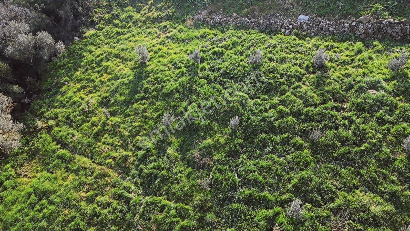 Bergama Kaşıkçı Mah'de 2.220 M² Satılık Tarla Ve Müstakil Ev - Görsel 12